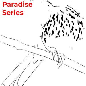 birds of paradise - featured - 04