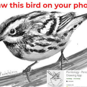 Draw a bird - featured pencil drawing