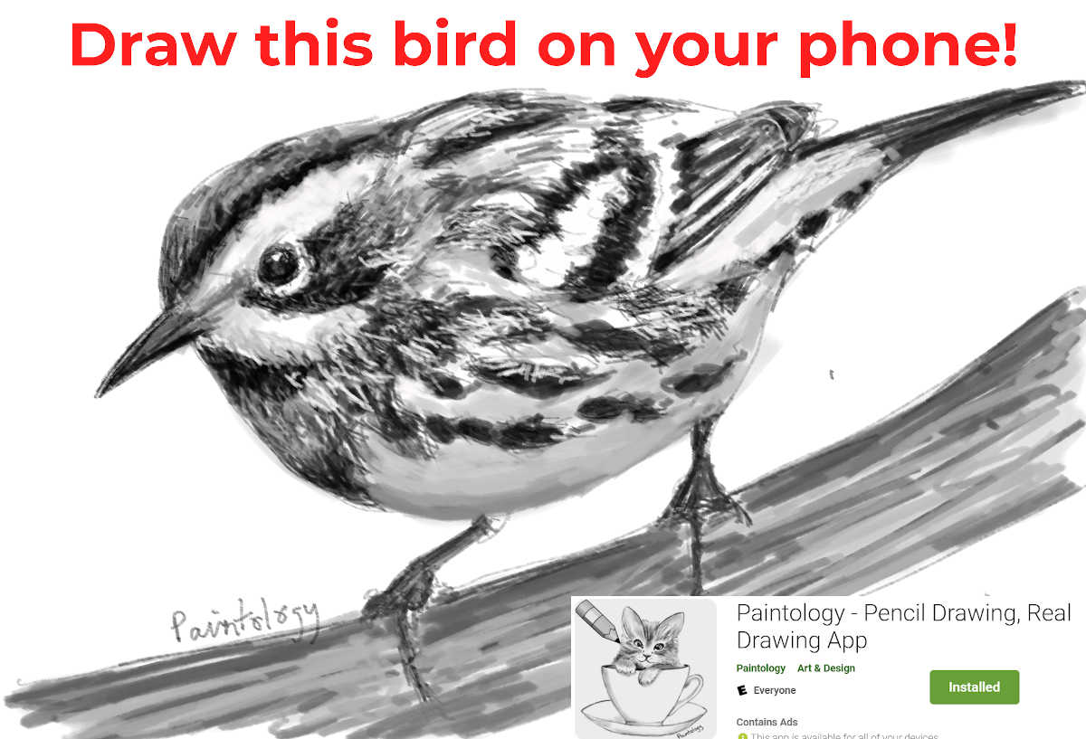 Draw a bird - featured pencil drawing